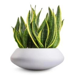 Sansevieria Trifasciata Futura Superba 18 Sansevieria Trifasciata Futura Superba -Greencore Store Sansevieria trifasciata Futura Superba 9x30cm Tara Essentials Bowl Planter Matt White 31x12cm