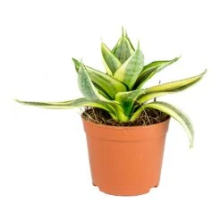 Sansevieria Trifasciata Golden Hahnii - Birds Nest Snake Plant -Greencore Store Sansevieria trifasciata Golden Hahnii Birds Nest Snake Plant