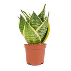 Sansevieria Trifasciata Golden Hahnii - Birds Nest Snake Plant -Greencore Store Sansevieria trifasciata Golden Hahnii Birds Nest Snake Plant 9x15cm 2