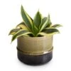 Sansevieria Trifasciata Golden Hahnii - Birds Nest Snake Plant -Greencore Store Sansevieria trifasciata Golden Hahnii Birds Nest Snake Plant 9x15cm Marlijn Plant Pot Thyme 11x9cm