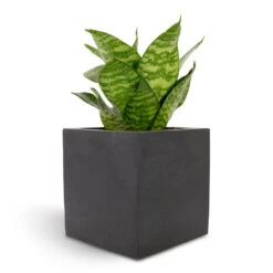 Fleur Natural Planter - Black -Greencore Store Sansevieria trifasciata Hahnii Birds Nest Snake Plant 12x25cm Fleur Natural Planter Black 15x15x15cm f82d6bfd 94b9 4c77 b136 c1b762ad1b8c
