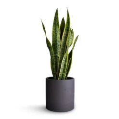 Puk Plant Pot - Black Washed -Greencore Store Sansevieria trifasciata Laurentii Variegated Snake Plant 17x65cm Puk Plant Pot Black Washed 20x20cm