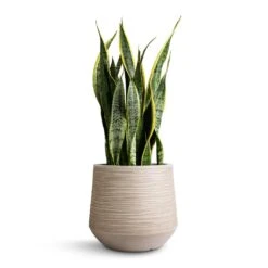 Dune Darcy Planter - Oat -Greencore Store Sansevieria trifasciata Laurentii Variegated Snake Plant 21x70cm Dune Darcy Planter Oat 30x26cm