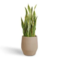 Humus Plant Pot - Concrete -Greencore Store Sansevieria trifasciata Laurentii Variegated Snake Plant 30x90cm Humus Plant Pot Concrete 37x42.5cm 392151dc 9f71 4df0 aa38 9442d0eaaeb9