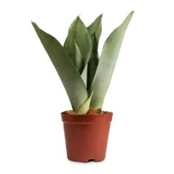 Sansevieria Trifasciata Moonshine - Snake Plant -Greencore Store Sansevieria trifasciata Moonshine Snake Plant 12x35cm 50a63810 e3e0 4615 80fd d15cf6a469a0