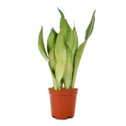 Sansevieria Trifasciata Moonshine - Snake Plant -Greencore Store Sansevieria trifasciata Moonshine Snake Plant 12x40cm
