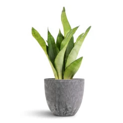 Sansevieria Trifasciata Moonshine - Snake Plant -Greencore Store Sansevieria trifasciata Moonshine Snake Plant 12x40cm Bola Artstone Plant Pot Grey 17x15cm 7181 e4543587 9fb9 4632 a3bc b09d151220fe