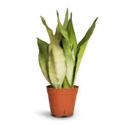 Sansevieria Trifasciata Moonshine - Snake Plant -Greencore Store Sansevieria trifasciata Moonshine Snake Plant 14x45cm