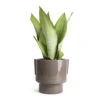 Sansevieria Trifasciata Moonshine - Snake Plant -Greencore Store Sansevieria trifasciata Moonshine Snake Plant 14x45cm Aries Handles Plant Pot Charcoal 19x20cm