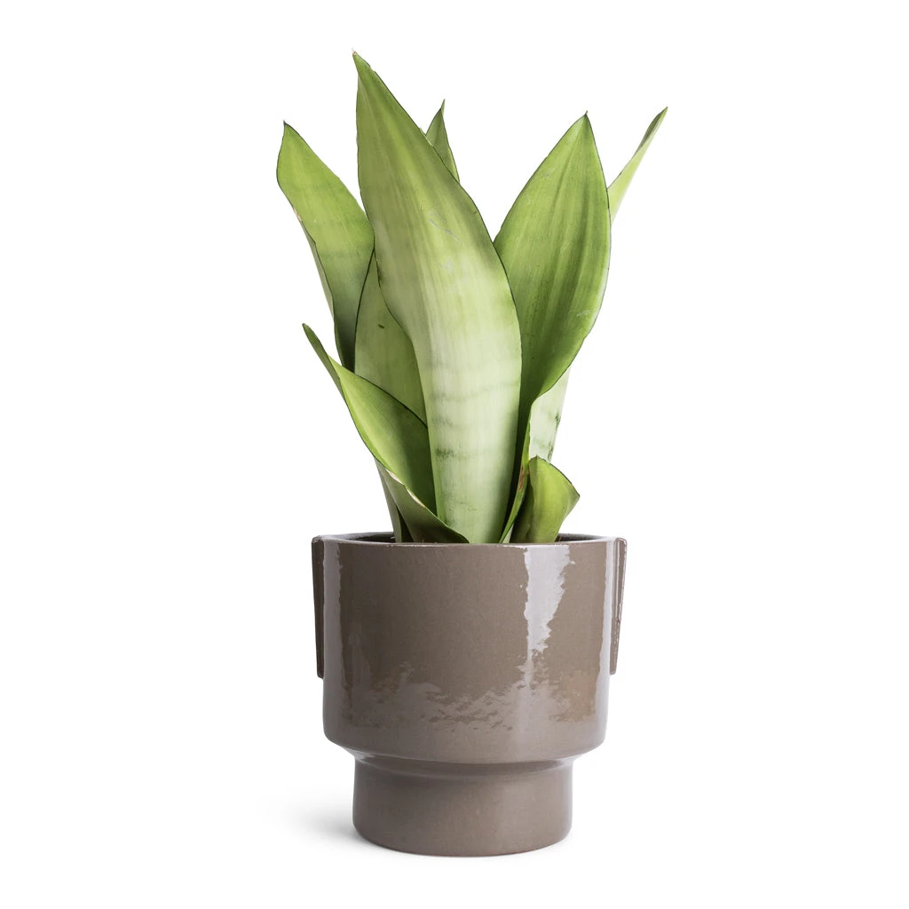 Aries Handles Plant Pot - Charcoal 6 Aries Handles Plant Pot - Charcoal - Image 4