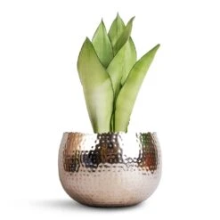 Sansevieria Trifasciata Moonshine - Snake Plant -Greencore Store Sansevieria trifasciata Moonshine Snake Plant 14x45cm Hammered Bowl Nickel with Black 19x14cm 34ff7d59 58ec 4695 ac06 530d91d146d2