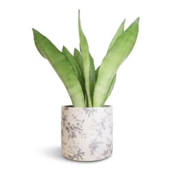 Lazzaro Plant Pot - Vintage Bird 11 Lazzaro Plant Pot - Vintage Bird -Greencore Store Sansevieria trifasciata Moonshine Snake Plant 14x45cm Lazzaro Plant Pot Vintage Bird 18x16cm