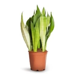 Sansevieria Trifasciata Moonshine - Snake Plant -Greencore Store Sansevieria trifasciata Moonshine Snake Plant 21x70cm