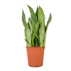 Sansevieria Trifasciata Moonshine - Snake Plant -Greencore Store Sansevieria trifasciata Moonshine Snake Plant 21x70cm 4