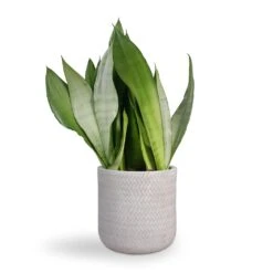 Angle Cylinder Plant Pot - White -Greencore Store Sansevieria trifasciata Moonshine Snake Plant 21x70cm Angle Cylinder Plant Pot White 24x24cm