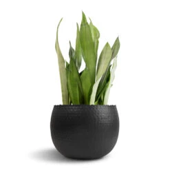 Hammered Bowl - Black With Copper -Greencore Store Sansevieria trifasciata Moonshine Snake Plant 21x70cm Hammered Bowl Black with Copper 30x20cm 1