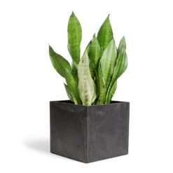 Sansevieria Trifasciata Moonshine - Snake Plant -Greencore Store Sansevieria trifasciata Moonshine Snake Plant 21x70cm Maud Artstone Plant Pot Black 32x32x29cm