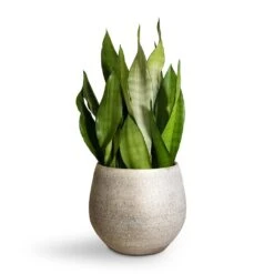 Sansevieria Trifasciata Moonshine - Snake Plant -Greencore Store Sansevieria trifasciata Moonshine Snake Plant 21x70cm Noor Plant Pot Metallic Grey 27x25cm 2 4c19579b eb5c 421b ae78 cc1e846d0c1f