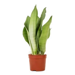 Sansevieria Trifasciata Moonshine - Snake Plant -Greencore Store Sansevieria trifasciata Moonshine Snake Plant 9x25cm