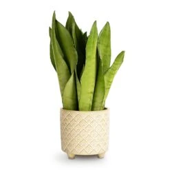 Sansevieria Trifasciata Moonshine - Snake Plant -Greencore Store Sansevieria trifasciata Moonshine Snake Plant 9x25cm Bilbao Plant Pot Pale Jade 10.5x10cm 559c7640 565e 43e0 bb3e 1498d046aa6e