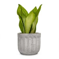 Sansevieria Trifasciata Moonshine - Snake Plant -Greencore Store Sansevieria trifasciata Moonshine Snake Plant 9x25cm Plant Pot Duncan Cement 14x13cm a14413be 4894 4f84 b91b f4bef59535e8