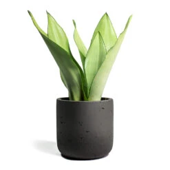 Sansevieria Trifasciata Moonshine - Snake Plant -Greencore Store Sansevieria trifasciata Moonshine Snake Plant Charlie Plant Pot Black Washed