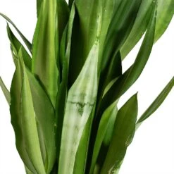 Sansevieria Trifasciata Moonshine - Snake Plant -Greencore Store Sansevieria trifasciata Moonshine Snake Plant Stems