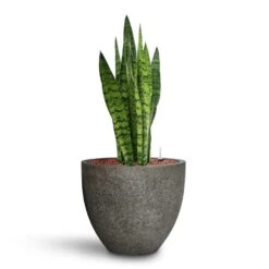 Sansevieria Zeylanica - HydroCare 32 Sansevieria Zeylanica - HydroCare -Greencore Store Sansevieria zeylanica HydroCare Cement Stone Cody Plant Pot Granite Grey