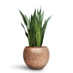 Opus Hammered Globe Planter - Gold -Greencore Store Sansevieria zeylanica HydroCare Opus Hammered Globe Planter Gold dfa84456 bac5 45dd 8e9c cff902644f84