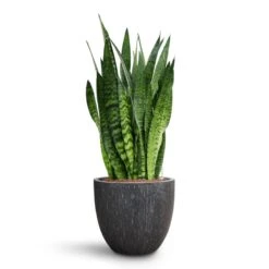 Raindrop Egg Planter - Anthracite -Greencore Store Sansevieria zeylanica HydroCare Raindrop Couple Planter Anthracite