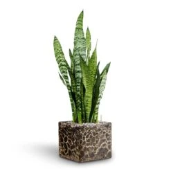 Lava Cube Relic Planter - Black -Greencore Store Sansevieria zeylanica Hydroculture Lava Cube Relic Planter Black