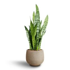 Mini Pixie Plant Pot - Grey Washed -Greencore Store Sansevieria zeylanica Hydroculture Mini Pixie Plant Pot Grey Washed 8383c381 b3a6 46ec bff5 e5a7ad4a0f7d