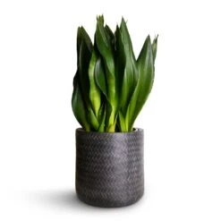 Angle Cylinder Plant Pot - Anthracite -Greencore Store Sansevieria zeylanica Silver Flame Snake Plant 21x60cm Angle Cylinder Plant Pot Anthracite 24x24cm 06cf4dcc f26c 473b b95c edff0e78ae3c