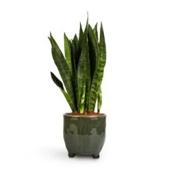 Sansevieria Zeylanica - Snake Plant 33 Sansevieria Zeylanica - Snake Plant -Greencore Store Sansevieria zeylanica Snake Plant 14x50cm Kaat Plant Pot Green 16x16cm