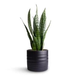 Sansevieria Zeylanica - Snake Plant 31 Sansevieria Zeylanica - Snake Plant -Greencore Store Sansevieria zeylanica Snake Plant 15x50cm Hadleigh Plant Pot Charcoal 17x15cm