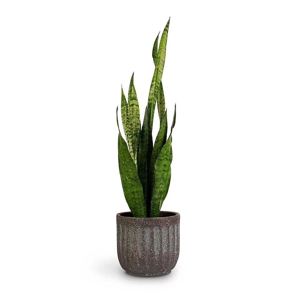 Sansevieria Zeylanica - Snake Plant 3 Sansevieria Zeylanica - Snake Plant