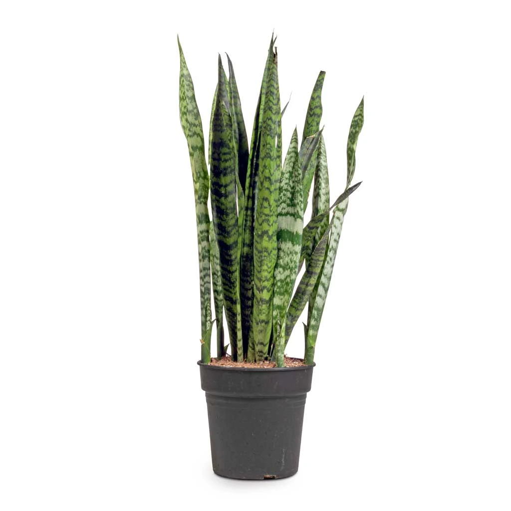 Sansevieria Zeylanica - Snake Plant 22 Sansevieria Zeylanica - Snake Plant - Image 20