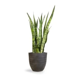 Angle Couple Plant Pot - Anthracite -Greencore Store Sansevieria zeylanica Snake Plant 21x70cm Angle Couple Plant Pot Anthracite 30x28cm 2