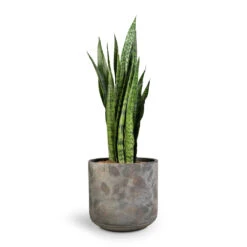 Sansevieria Zeylanica - Snake Plant 36 Sansevieria Zeylanica - Snake Plant -Greencore Store Sansevieria zeylanica Snake Plant 21x70cm Saar Plant Pot Earth Cement 26x25cm