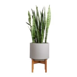 Sansevieria Zeylanica - Snake Plant 40 Sansevieria Zeylanica - Snake Plant -Greencore Store Sansevieria zeylanica Snake Plant 21x70cm Vigo Plant Pot with Wooden Stand Concrete Grey 28x37cm e0bb1396 2198 461f 98d7 b69284c1444f