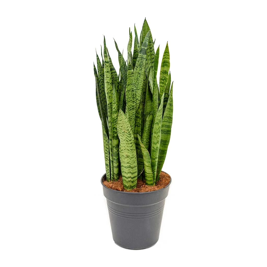 Sansevieria Zeylanica - Snake Plant 20 Sansevieria Zeylanica - Snake Plant - Image 18