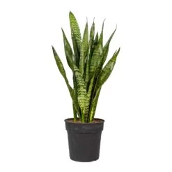 Sansevieria Zeylanica - Snake Plant 37 Sansevieria Zeylanica - Snake Plant -Greencore Store Sansevieria zeylanica Snake Plant 21x80cm 2177ff2d 2527 480c b9fe fa5a83387048