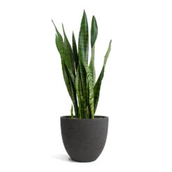 Sansevieria Zeylanica - Snake Plant 25 Sansevieria Zeylanica - Snake Plant -Greencore Store Sansevieria zeylanica Snake Plant Mini Jesslyn Plant Pot Black Washed 8a02a074 152b 457a a87c 7ccd45f55dd0