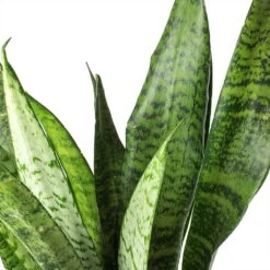 Sansevieria Zeylanica - Snake Plant 24 Sansevieria Zeylanica - Snake Plant -Greencore Store Sansevieria zeylanica Snake Plant Stems