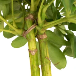 Schefflera Gold Capella - Stemmed Dwarf Umbrella Tree 22 Schefflera Gold Capella - Stemmed Dwarf Umbrella Tree -Greencore Store Schefflera Arboricola Dwarf Umbrella Tree 5