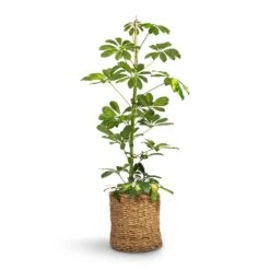 Schefflera Gold Capella - Dwarf Umbrella Tree 17 Schefflera Gold Capella - Dwarf Umbrella Tree -Greencore Store Schefflera Gold Capella Dwarf Umbrella Tree 17x80cm Ido Plant Baskets Set5 Natural