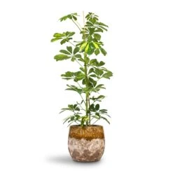 Schefflera Gold Capella - Dwarf Umbrella Tree 19 Schefflera Gold Capella - Dwarf Umbrella Tree -Greencore Store Schefflera Gold Capella Dwarf Umbrella Tree 17x80cm Lindy Plant Pot Ochre 23x20cm