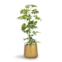 Schefflera Gold Capella - Dwarf Umbrella Tree 20 Schefflera Gold Capella - Dwarf Umbrella Tree -Greencore Store Schefflera Gold Capella Dwarf Umbrella Tree 17x80cm Patt Plant Pot Metallic Gold 23x20cm