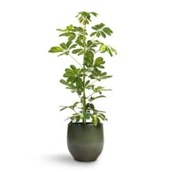 Schefflera Gold Capella - Dwarf Umbrella Tree 18 Schefflera Gold Capella - Dwarf Umbrella Tree -Greencore Store Schefflera Gold Capella Dwarf Umbrella Tree 17x80cm Zembla Plant Pot Green 22x20cm