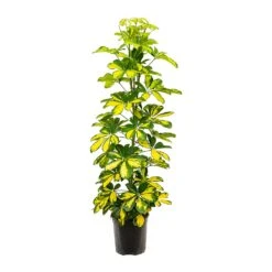 Schefflera Gold Capella - Dwarf Umbrella Tree 16 Schefflera Gold Capella - Dwarf Umbrella Tree -Greencore Store Schefflera Gold Capella Dwarf Umbrella Tree 19x110cm
